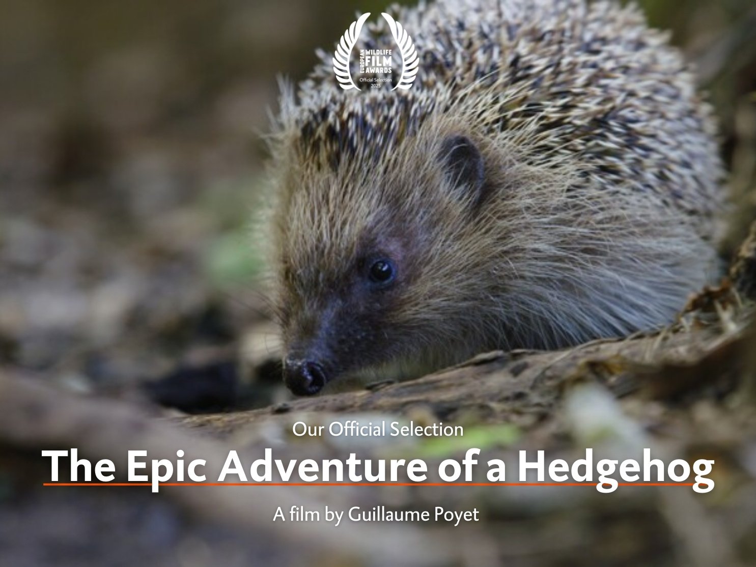 The Epic Adventure of a Hedgehog