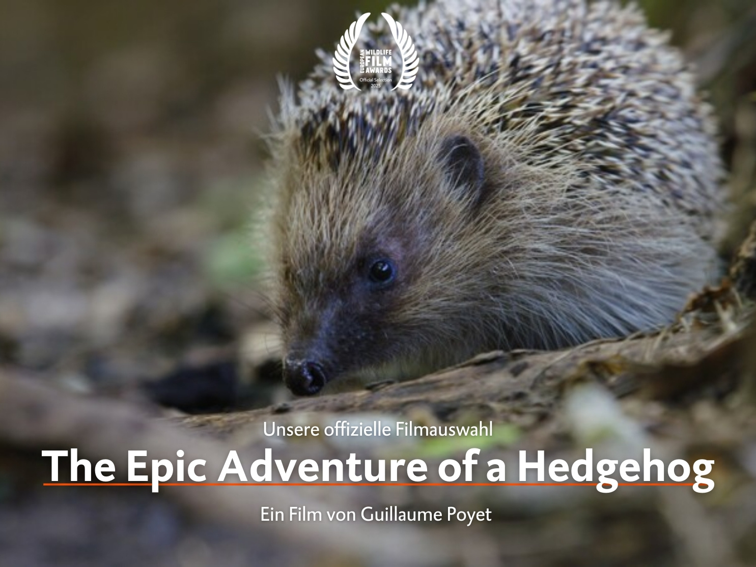 The Epic Adventure of a Hedgehog