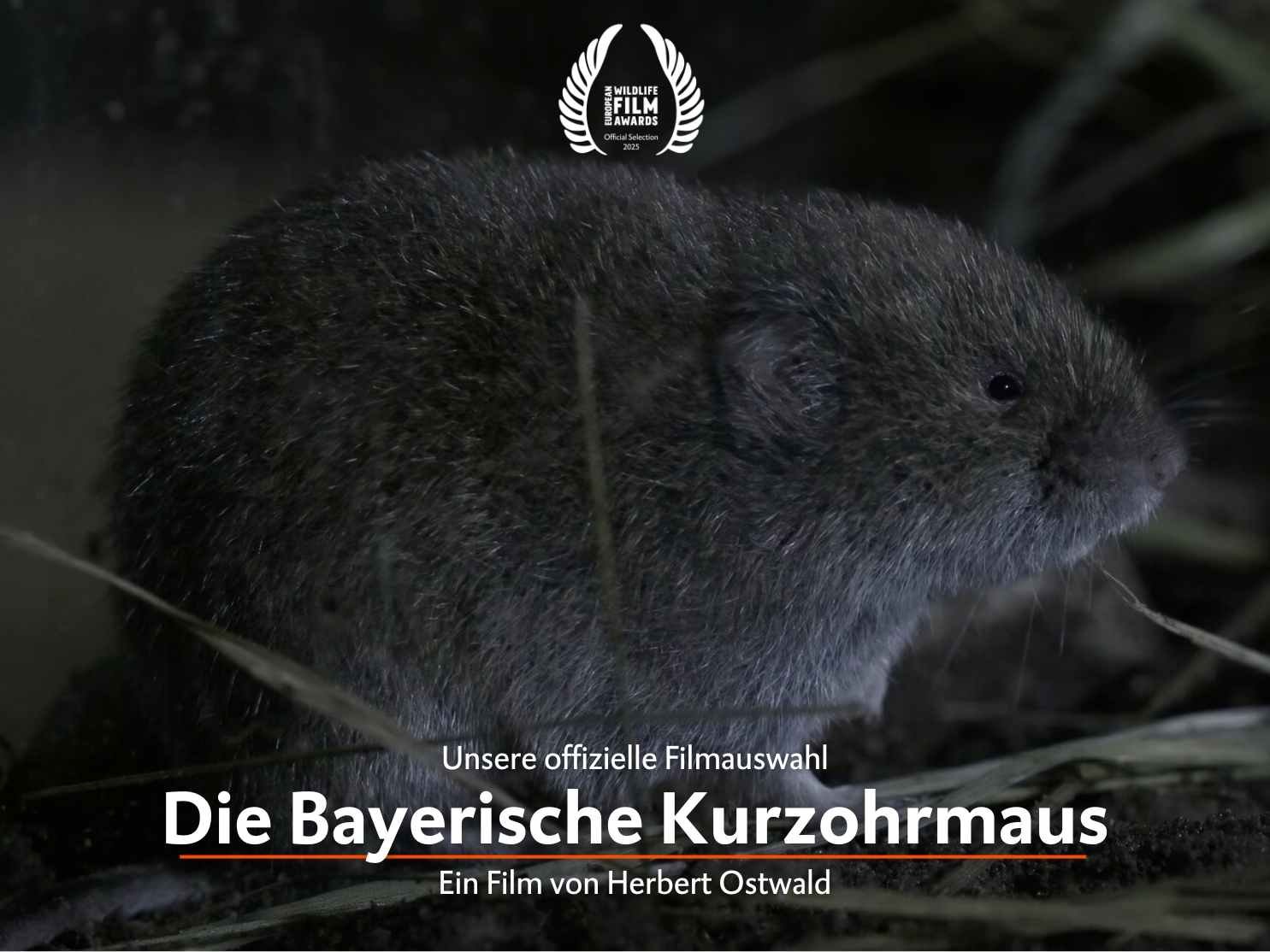 Die Bayerische Kurzohrmaus