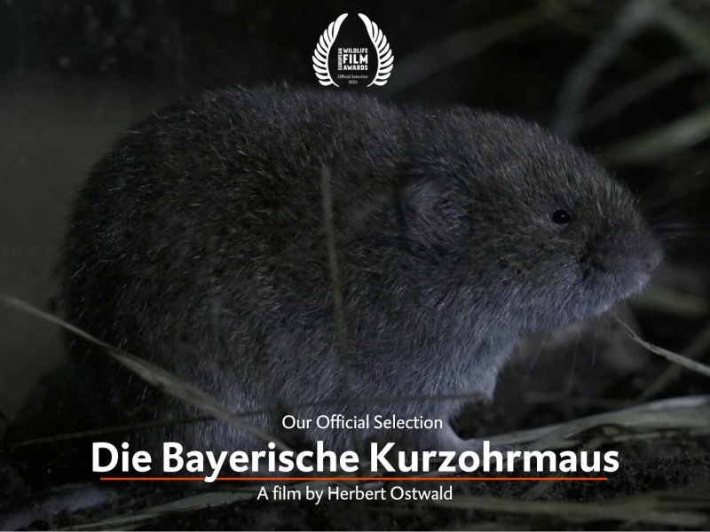 Die Bayerische Kurzohrmaus