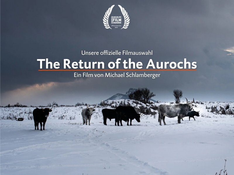 The Return of the Aurochs