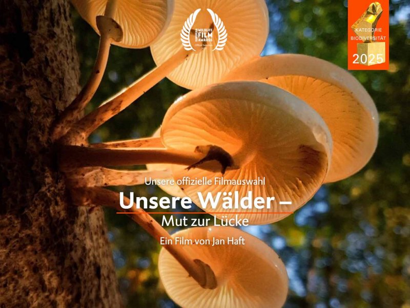 Unsere Wälder – Mut zur Lücke