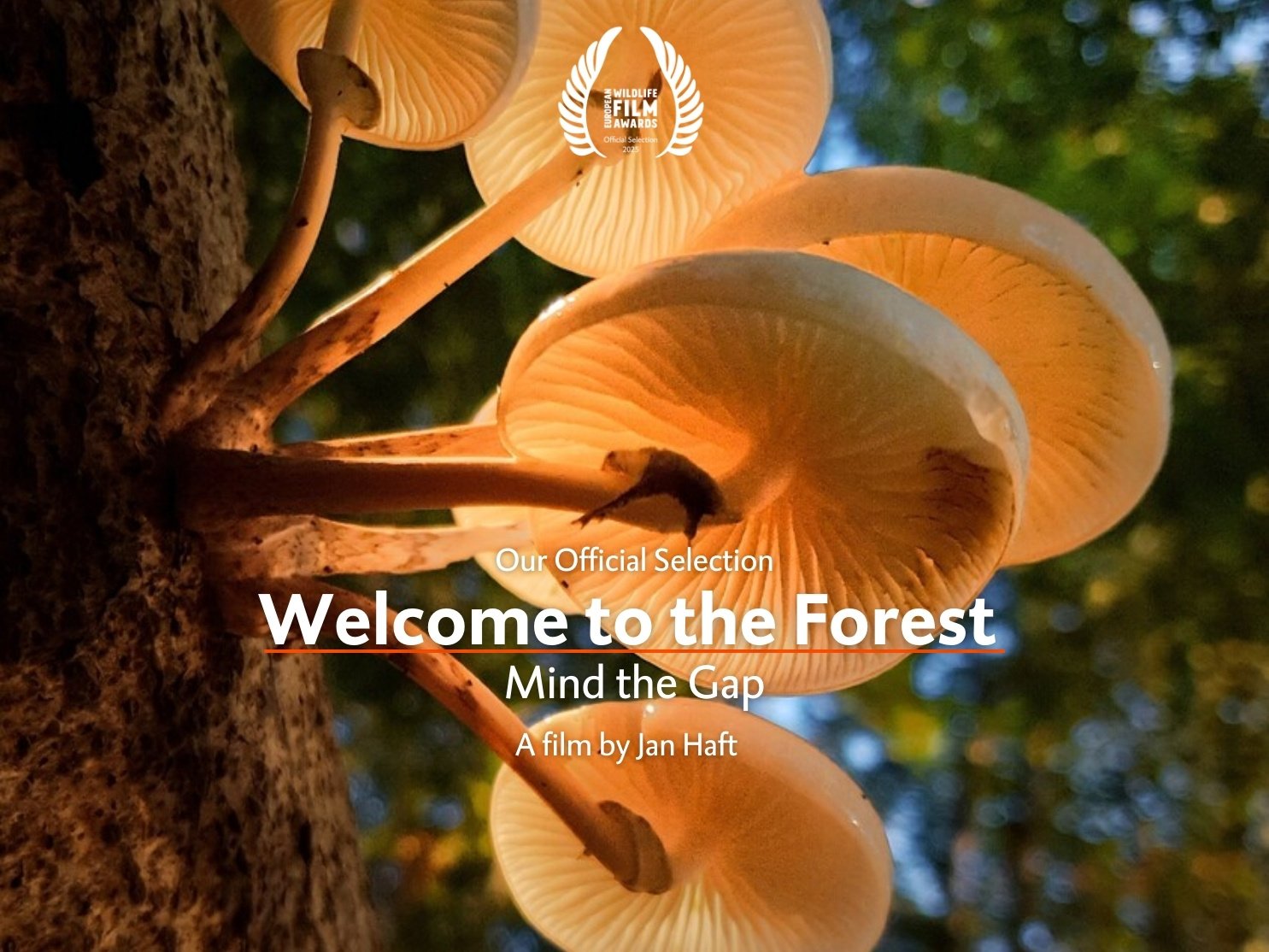 WELCOME TO THE FOREST - MIND THE GAP