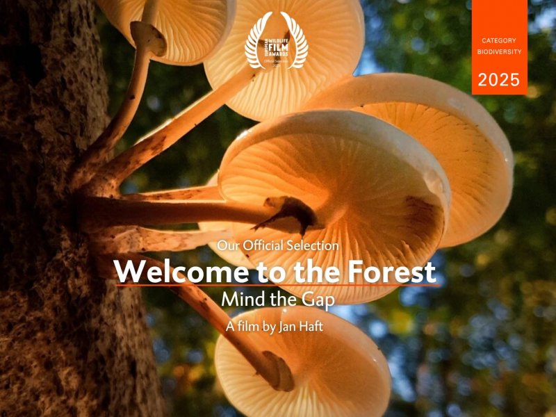 Welcome to the Forest – Mind the Gap