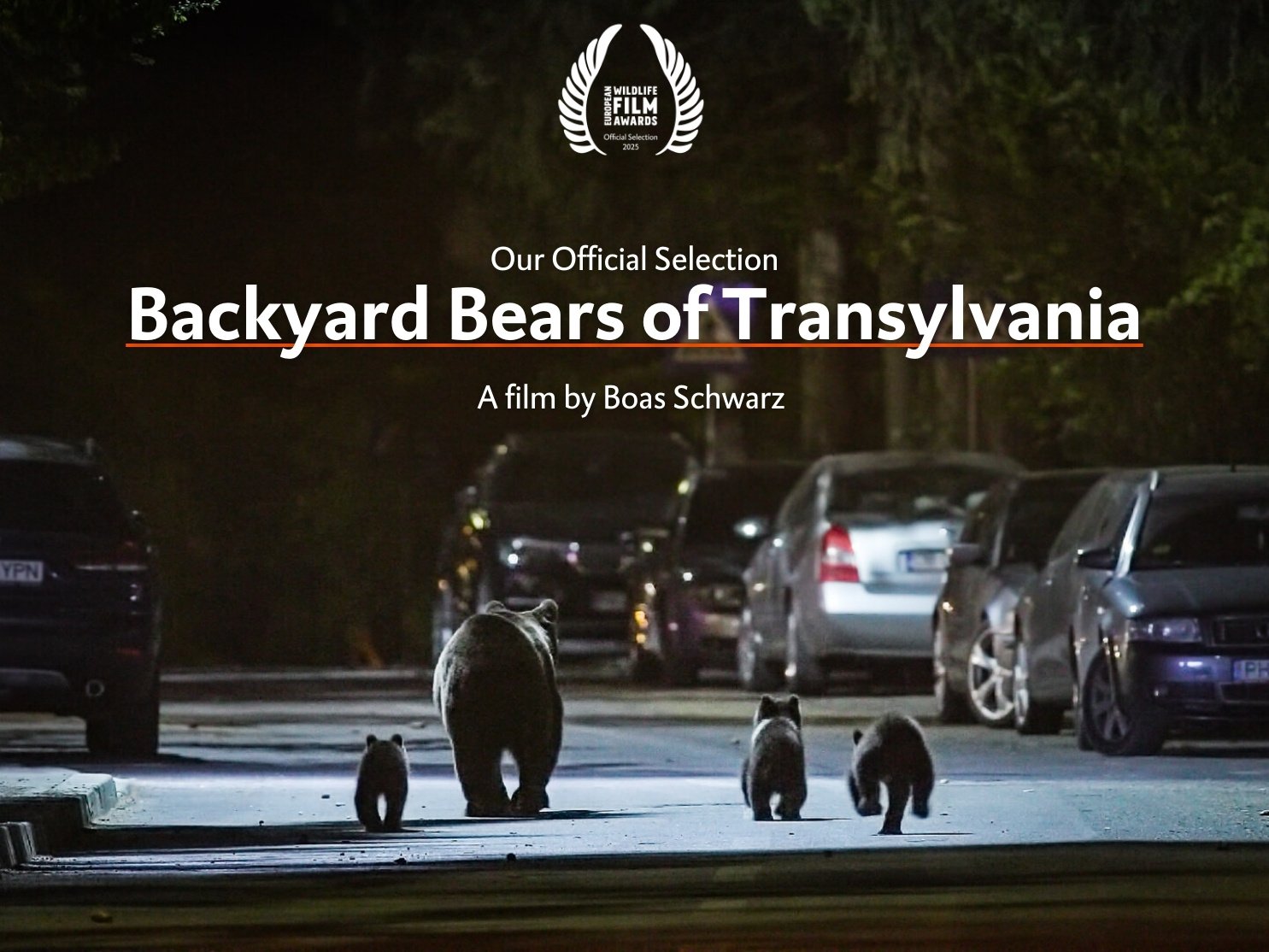 Backyard Bears of Transylvania