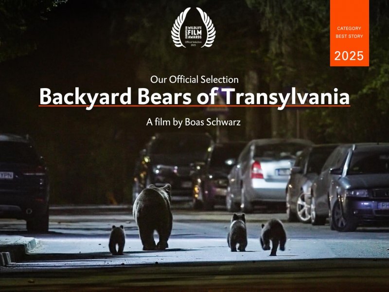 Backyard Bears of Transylvania