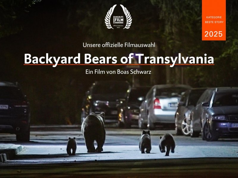 Backyard Bears of Transylvania