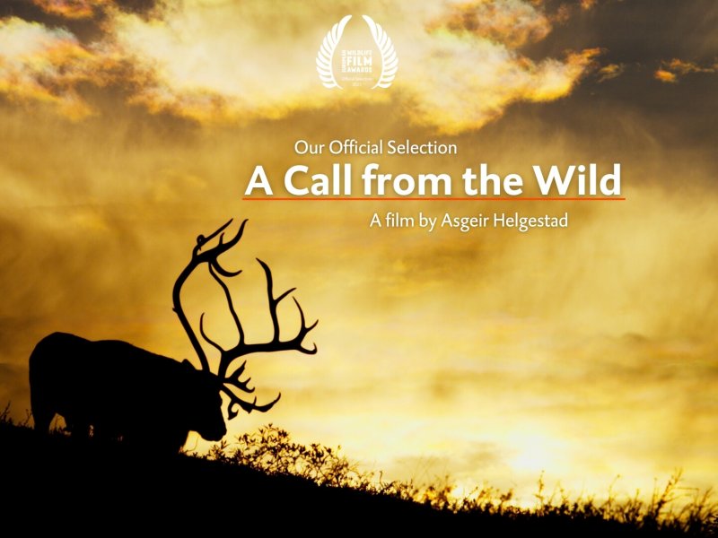 A Call from the Wild