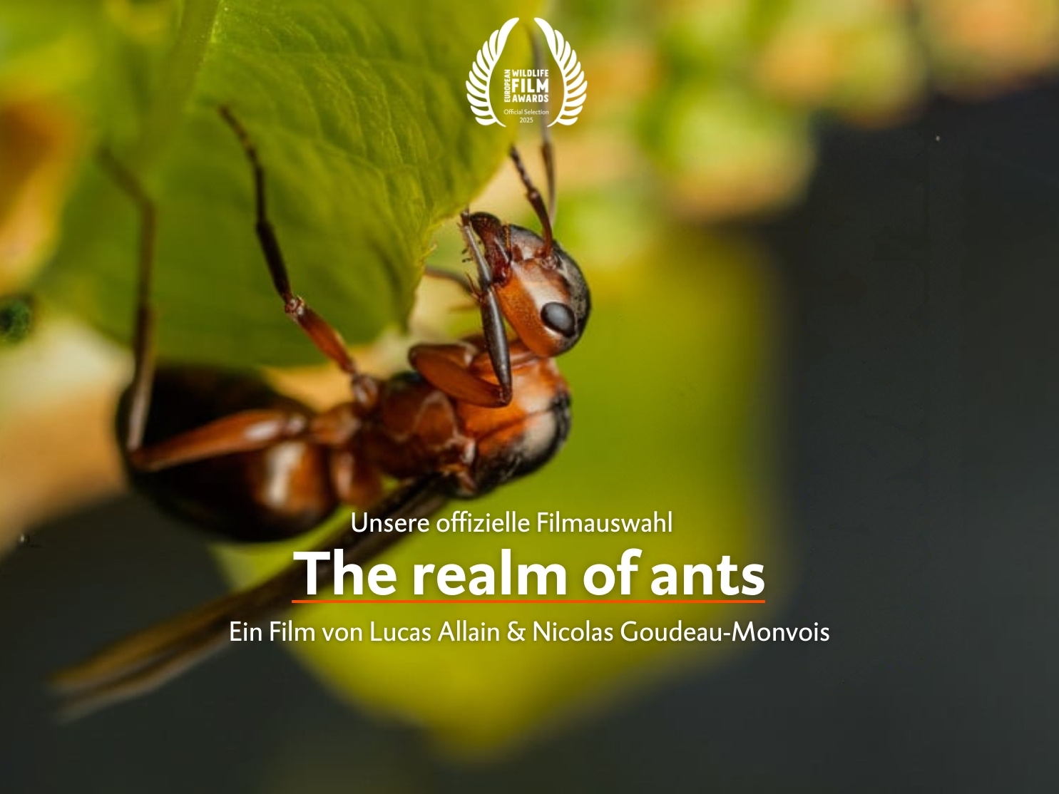 The realm of ants