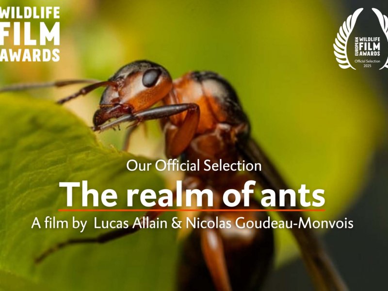 The realm of ants