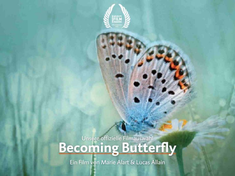 Becoming Butterfly