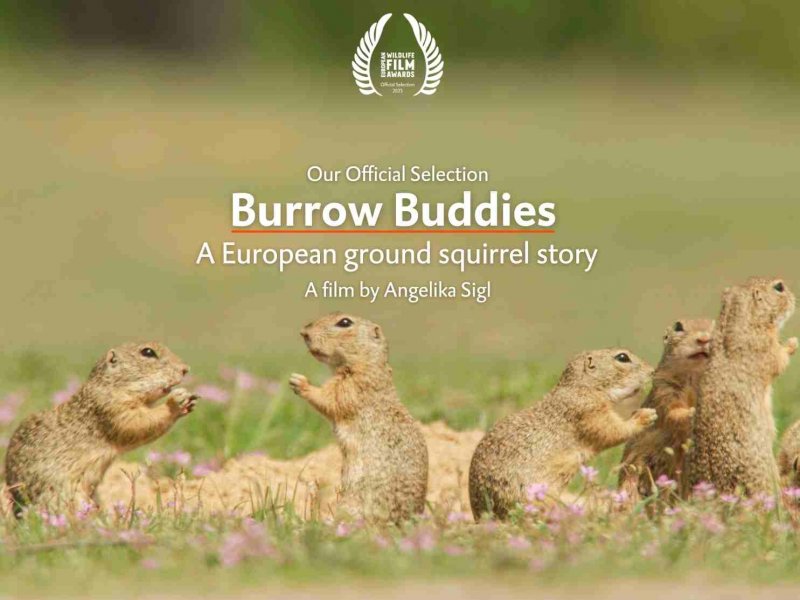 Burrow Buddies – A European ground squirrel story