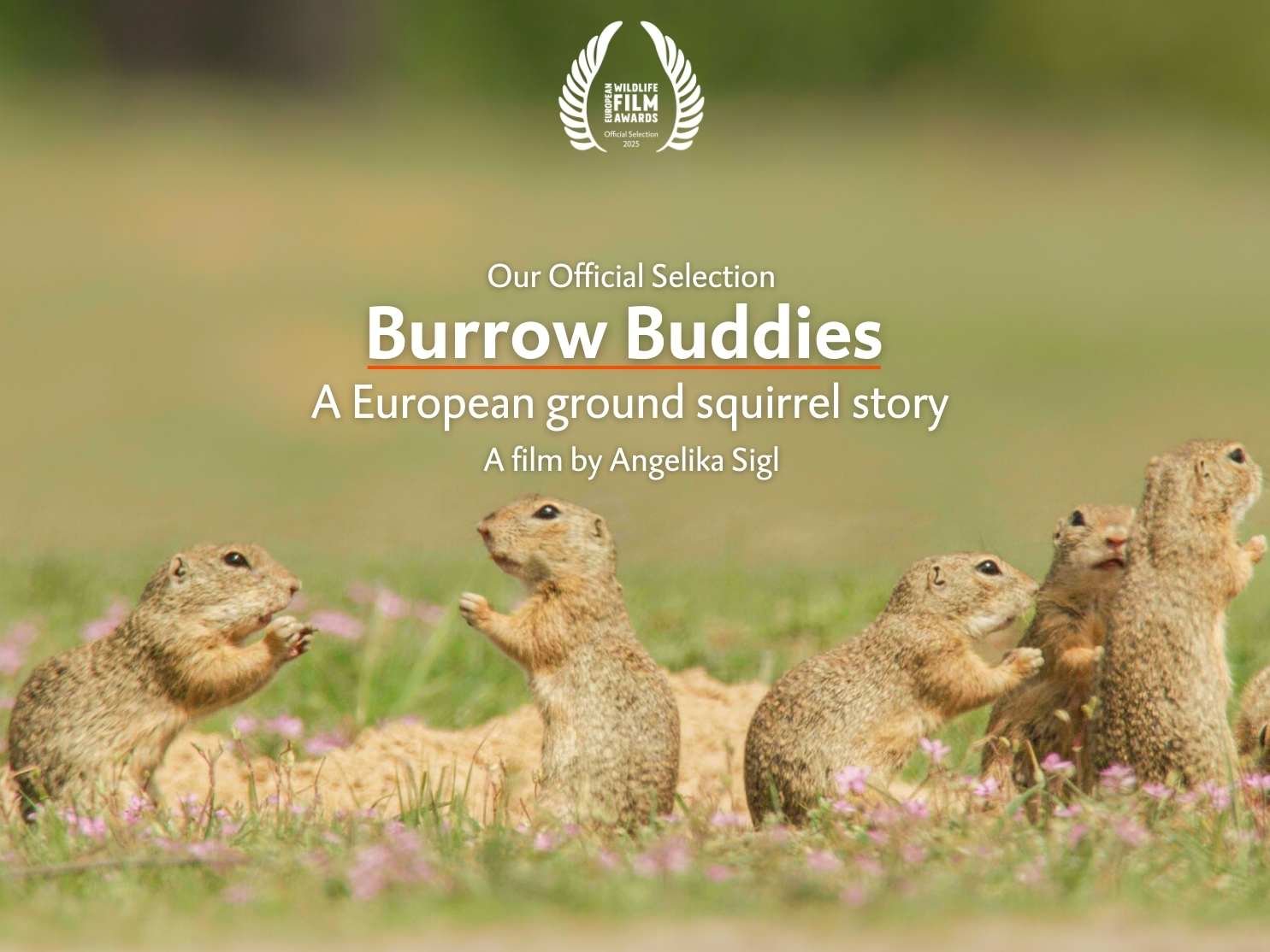 Burrow Buddies - A European ground squirrel story