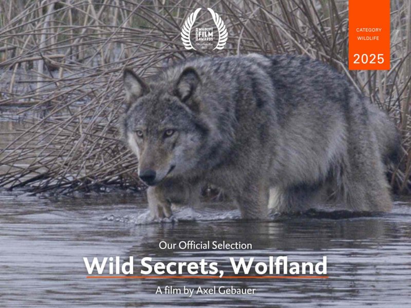 Wild Secrets, Wolfland