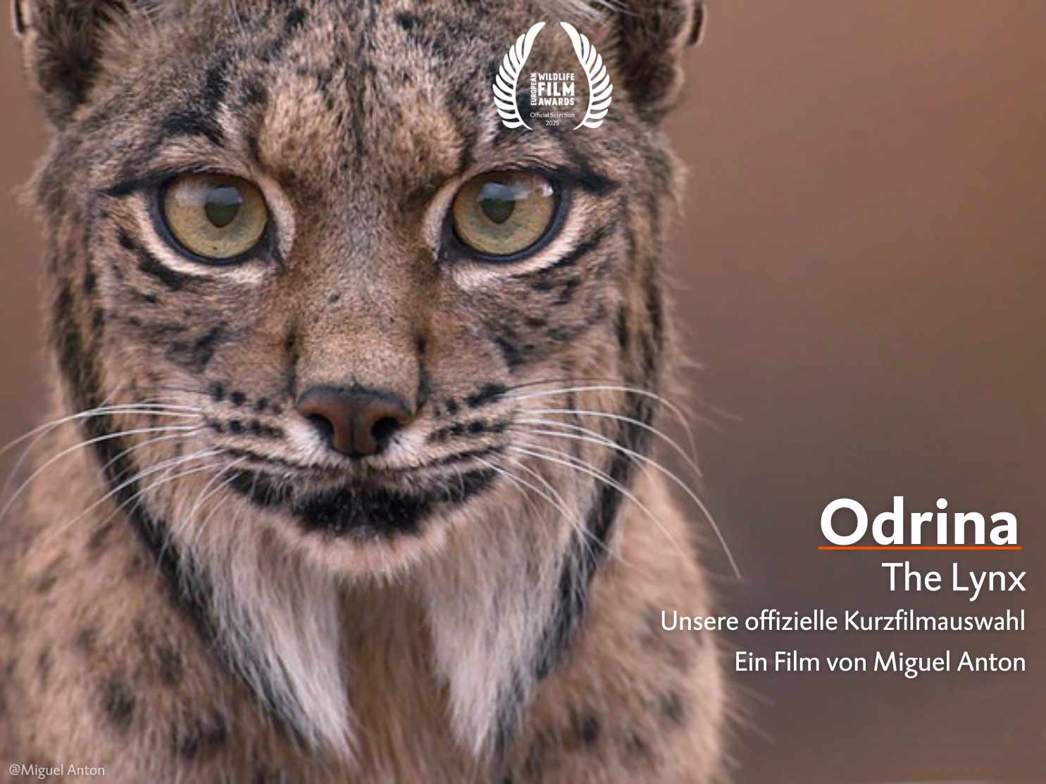 Odrina the Lynx