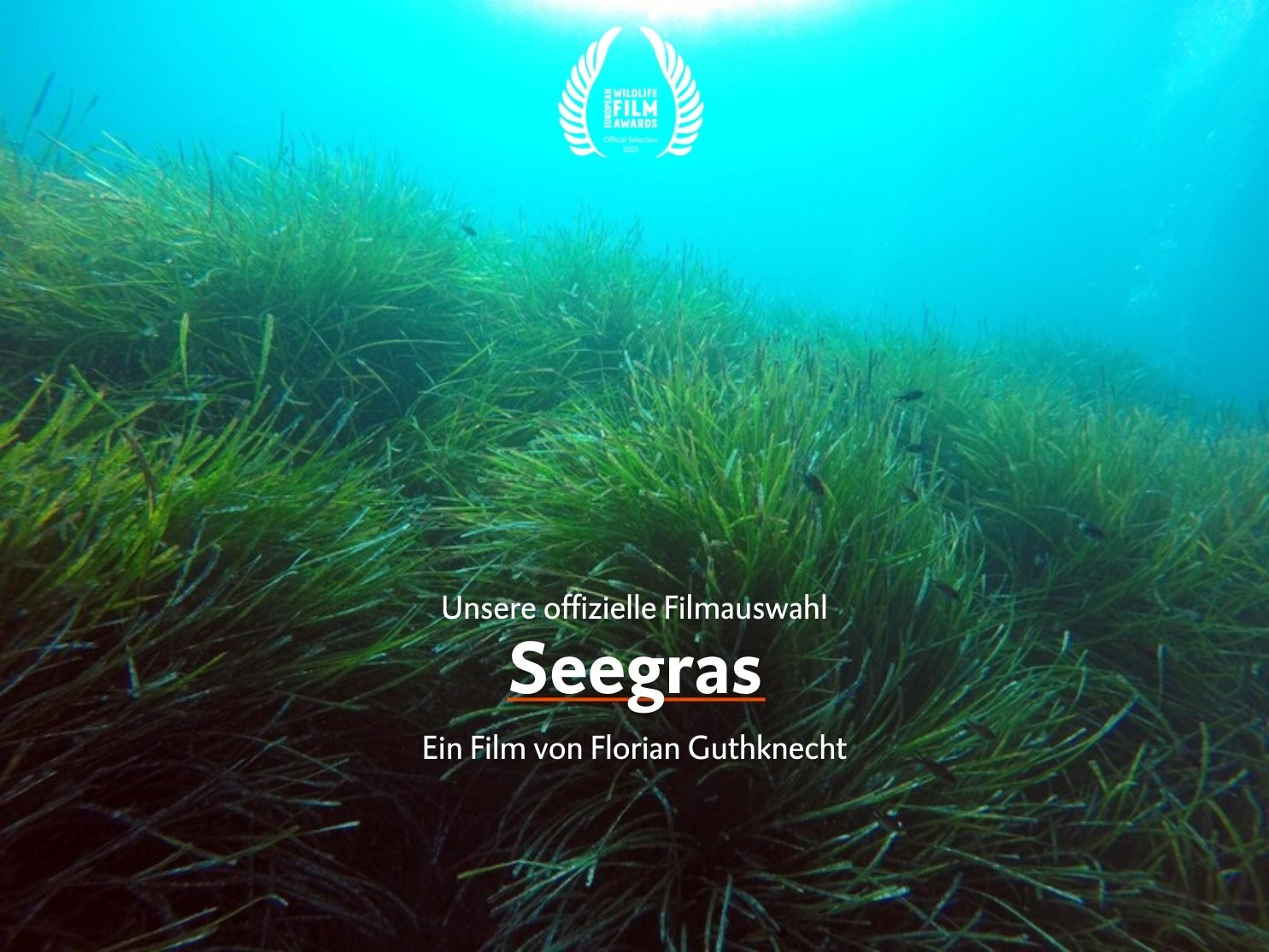 Seegras