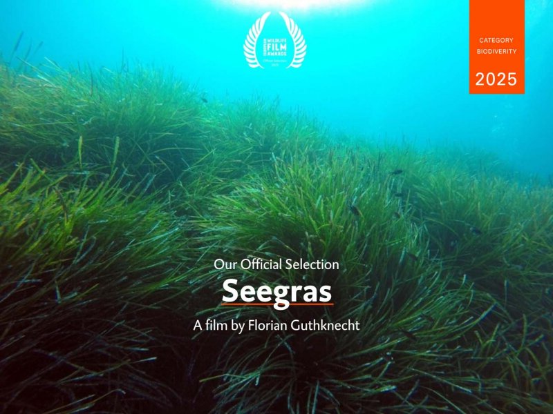 Seegras