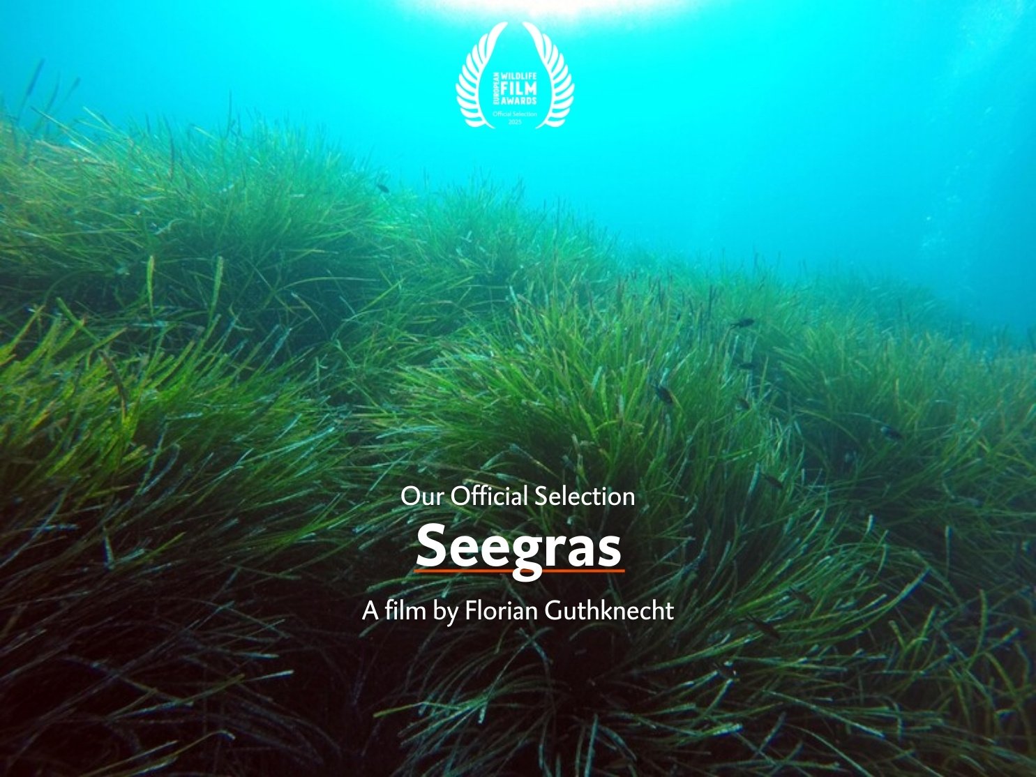 Seegras