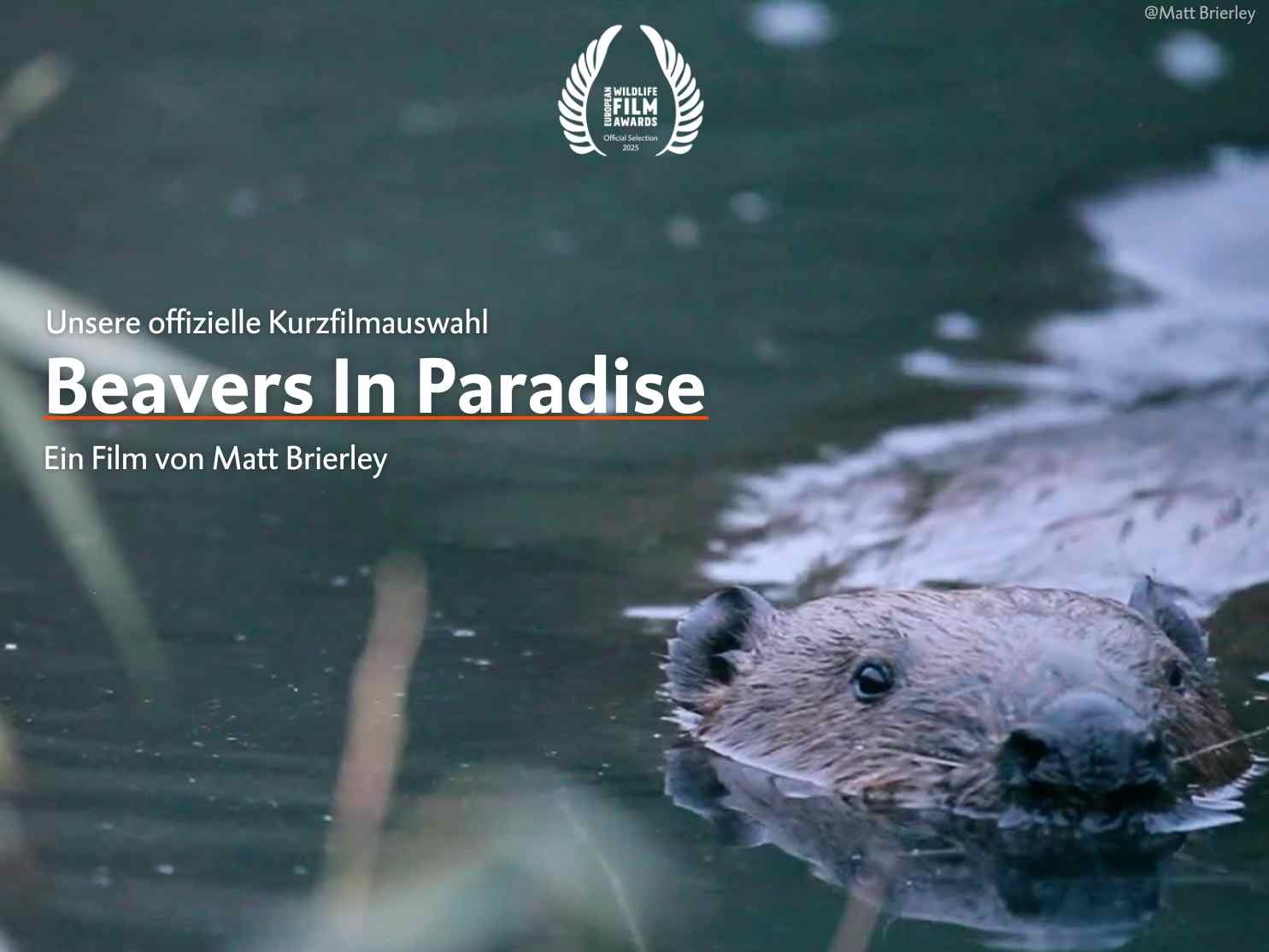 Beavers In Paradise