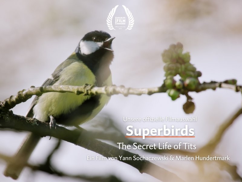 Superbirds – The Secret Life Of Tits