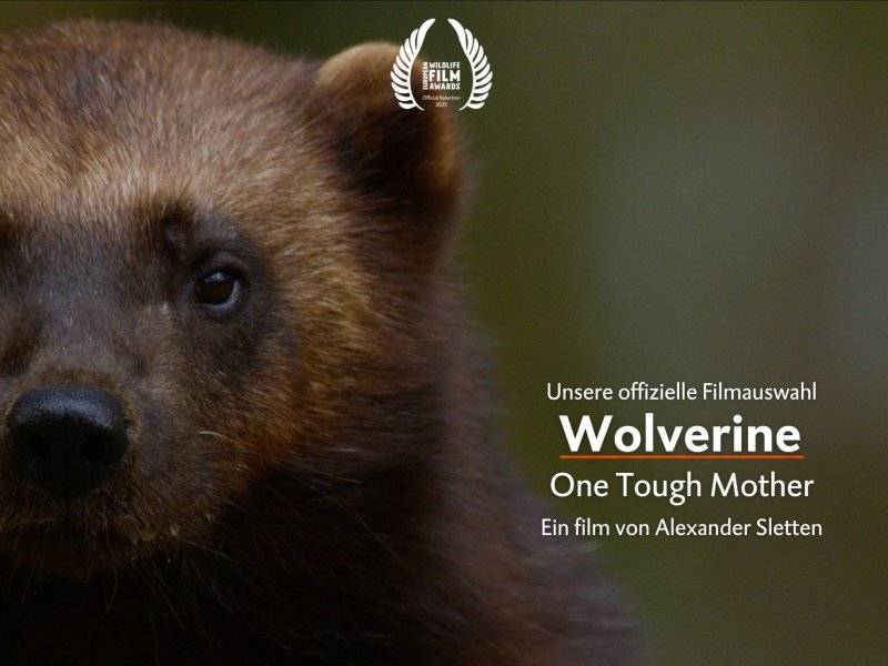 Wolverine – One Tough Mother