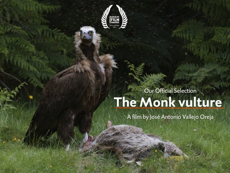 The Monk vulture