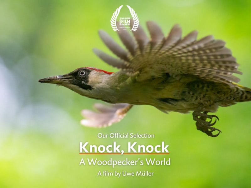 Knock, Knock – A Woodpecker's World