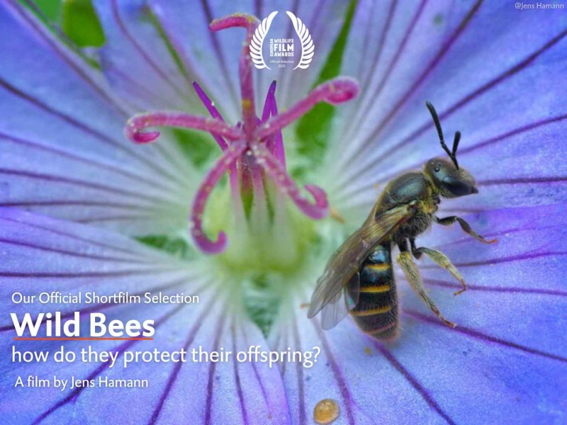 Wild Bees – how do they protect their offspring?