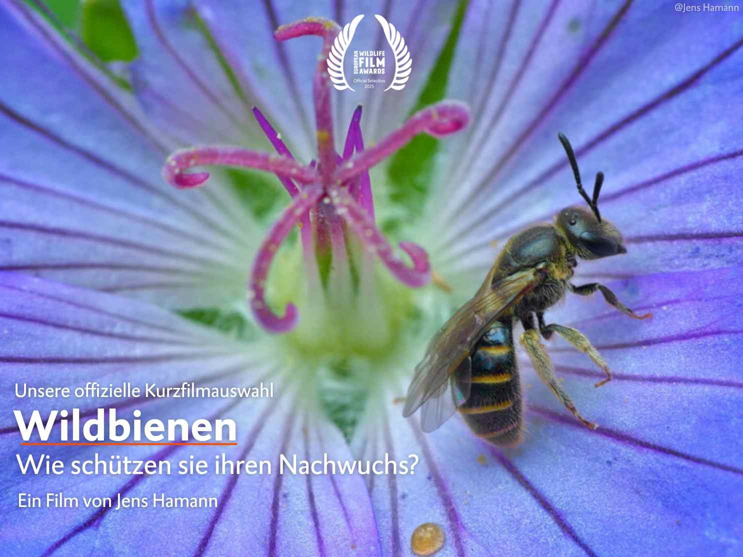 Wildbienen - Wie schützen sie ihren Nachwuchs?