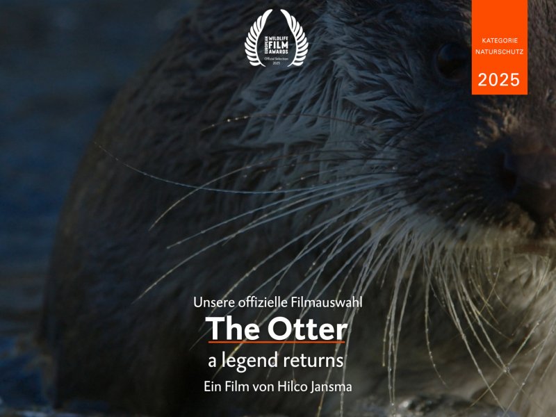 Der Otter, eine Legende kehrt zurück