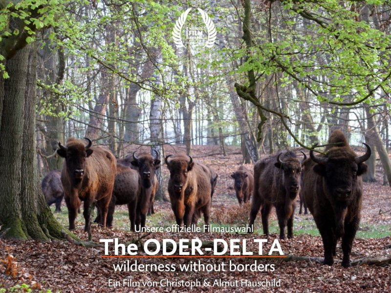 The Oder-Delta wilderness without borders