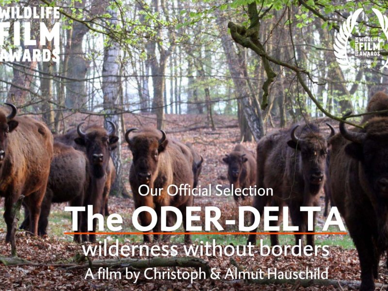 The ODER-DELTA wilderness without borders