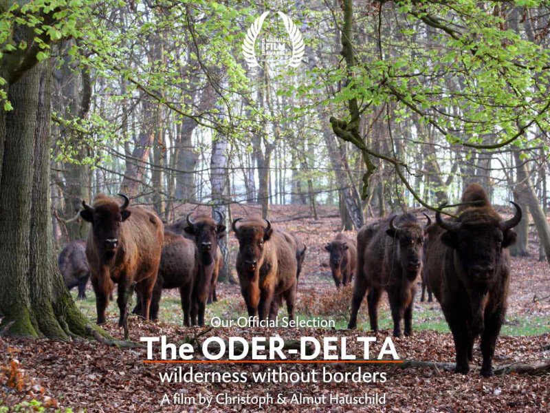 The ODER-DELTA wilderness without borders